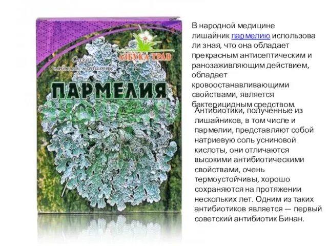 В народной медицине лишайник пармелию использовали зная, что она обладает прекрасным антисептическим