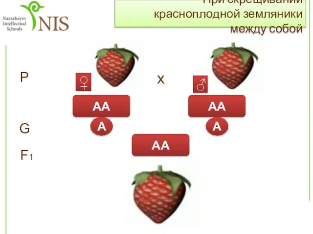 При скрещивании красноплодной земляники между собой Р х АА А G F1