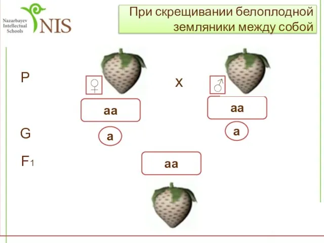 При скрещивании белоплодной земляники между собой Р х аа а G F1