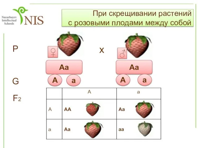 При скрещивании растений с розовыми плодами между собой Р х Аa Аa