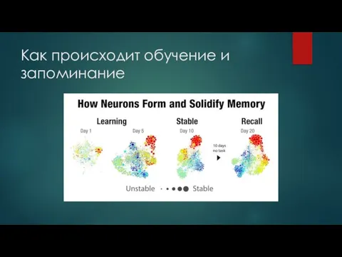 Как происходит обучение и запоминание