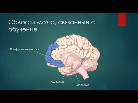 Области мозга, связанные с обучение Префронтальная кора Амигдала Гиппокамп