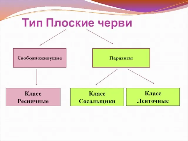 Тип Плоские черви Класс Ресничные Класс Сосальщики Класс Ленточные Свободноживущие Паразиты