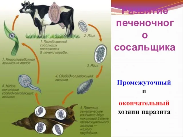 Промежуточный и окончательный хозяин паразита Развитие печеночного сосальщика