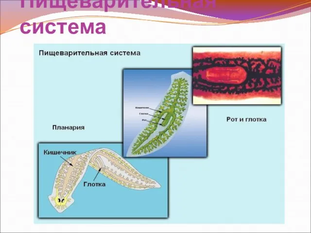 Пищеварительная система