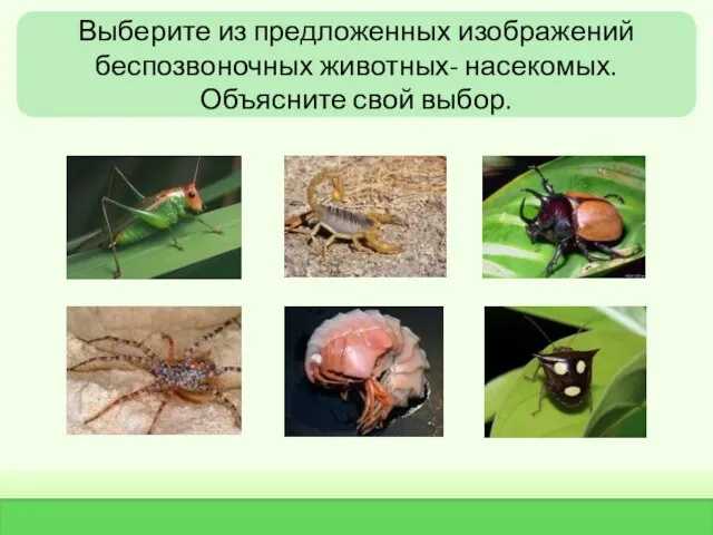 Выберите из предложенных изображений беспозвоночных животных- насекомых. Объясните свой выбор.