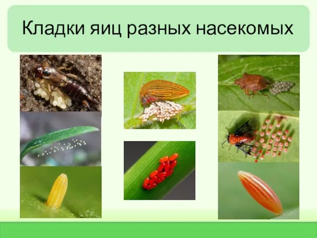 Кладки яиц разных насекомых