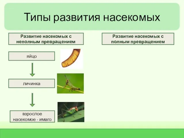 Типы развития насекомых яйцо личинка взрослое насекомое - имаго Развитие насекомых с