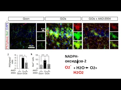 NADPH-оксидаза-2 О2 - + Н2О О2+ Н2О2