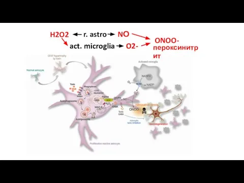 r. astro NО act. microglia O2- H2O2 act. microglia O2- ONOO- пероксинитрит