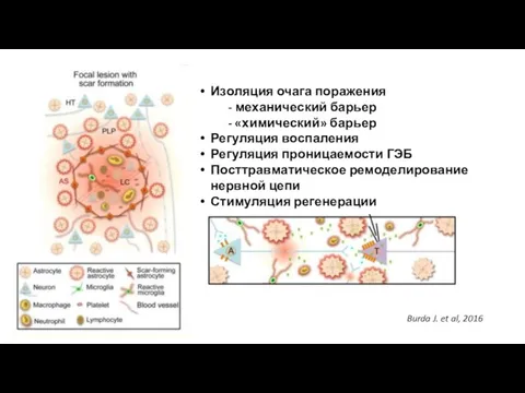 Burda J. et al, 2016 Изоляция очага поражения - механический барьер -