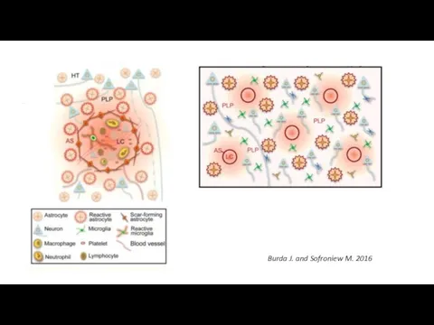 Burda J. and Sofroniew M. 2016