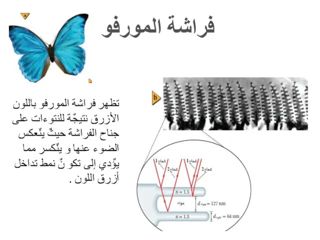 فراشة المورفو تظهر فراشة المورفو باللون الأزرق نتيجٌة للنتوءات على جناح الفراشة