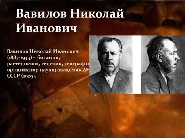 Вавилов Николай Иванович Вавилов Николай Иванович (1887-1943) - ботаник, растениевод, генетик, географ