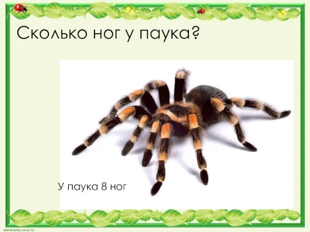 Сколько ног у паука? У паука 8 ног