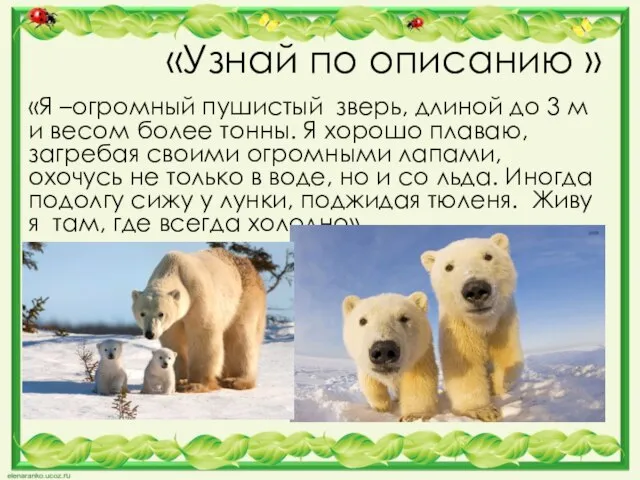 «Узнай по описанию » «Я –огромный пушистый зверь, длиной до 3 м