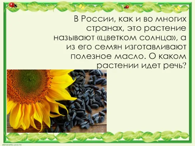 В России, как и во многих странах, это растение называют «цветком солнца»,