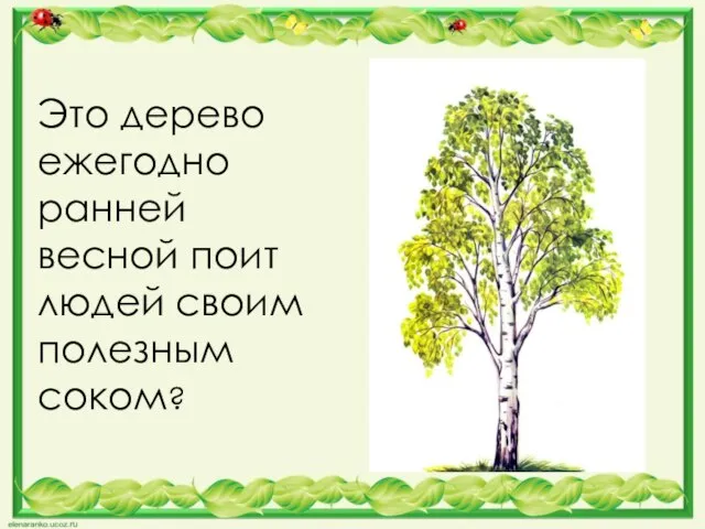 Это дерево ежегодно ранней весной поит людей своим полезным соком?