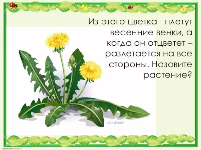 Из этого цветка плетут весенние венки, а когда он отцветет – разлетается