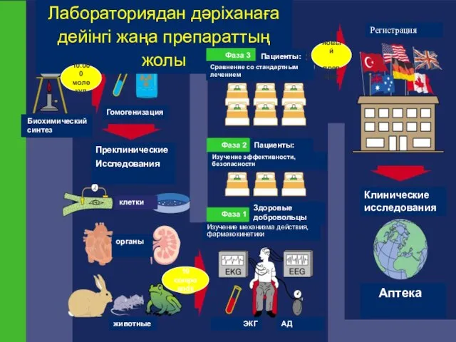 Лабораториядан дәріханаға дейінгі жаңа препараттың жолы Регистрация 10.000 молекул Биохимический синтез Гомогенизация