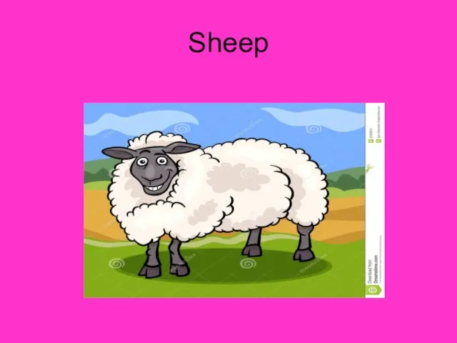 Sheep