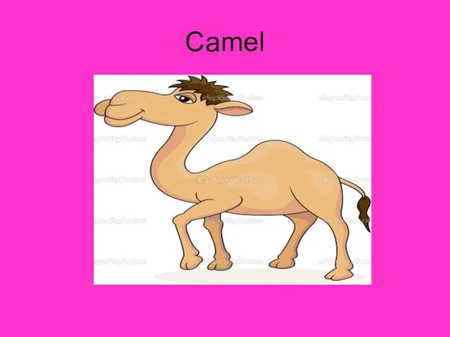 Camel