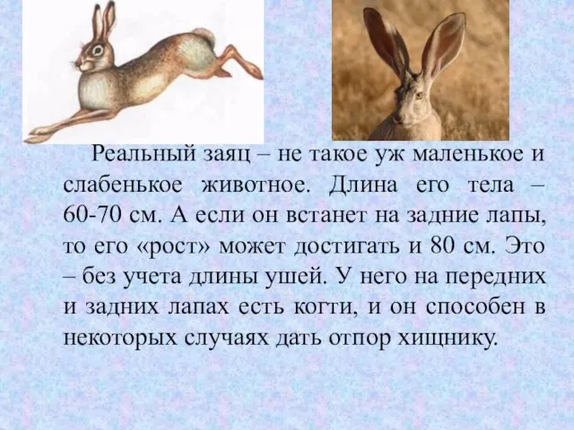 Реальный заяц – не такое уж маленькое и слабенькое животное. Длина его