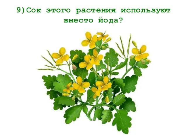 9)Сок этого растения используют вместо йода?