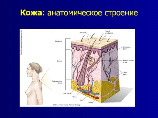 Кожа: анатомическое строение