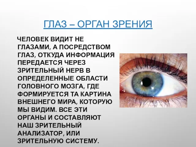 ГЛАЗ – ОРГАН ЗРЕНИЯ ЧЕЛОВЕК ВИДИТ НЕ ГЛАЗАМИ, А ПОСРЕДСТВОМ ГЛАЗ, ОТКУДА