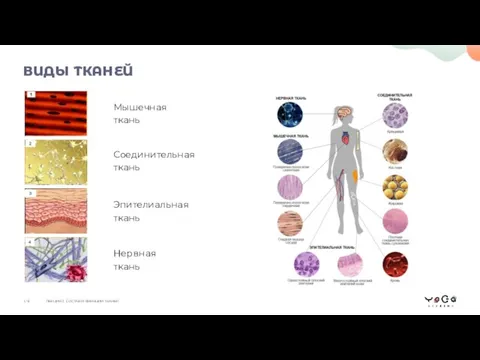 Мышечная ткань Соединительная ткань Эпителиальная ткань Нервная ткань ВИДЫ ТКАНЕЙ ЛЕКЦИЯ 2.
