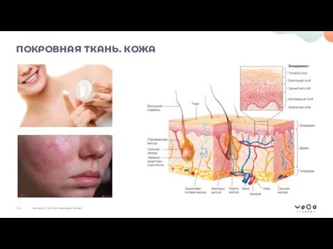 ПОКРОВНАЯ ТКАНЬ. КОЖА ЛЕКЦИЯ 2. СОСТАВ И ФУНКЦИИ ТКАНЕЙ 2 / 8