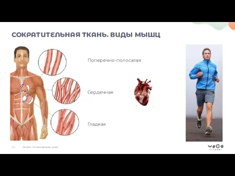 Поперечно-полосатая Сердечная Гладкая СОКРАТИТЕЛЬНАЯ ТКАНЬ. ВИДЫ МЫШЦ ЛЕКЦИЯ 2. СОСТАВ И ФУНКЦИИ ТКАНЕЙ 3 / 8