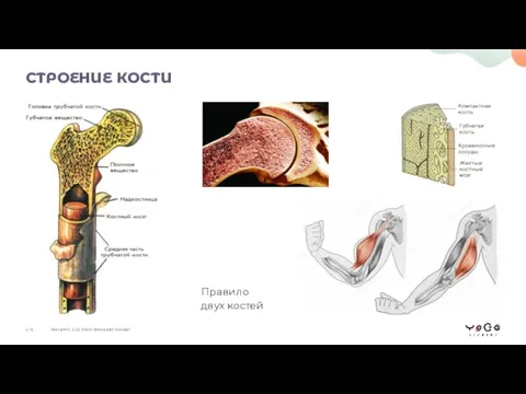 Правило двух костей СТРОЕНИЕ КОСТИ ЛЕКЦИЯ 2. СОСТАВ И ФУНКЦИИ ТКАНЕЙ 5 / 8