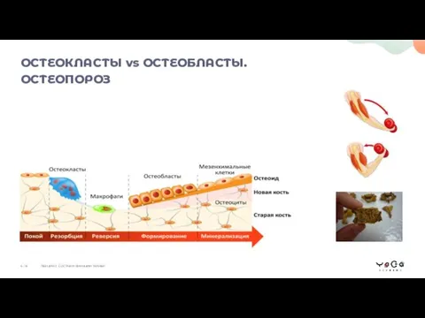 ОСТЕОКЛАСТЫ vs ОСТЕОБЛАСТЫ. ОСТЕОПОРОЗ ЛЕКЦИЯ 2. СОСТАВ И ФУНКЦИИ ТКАНЕЙ 6 / 8