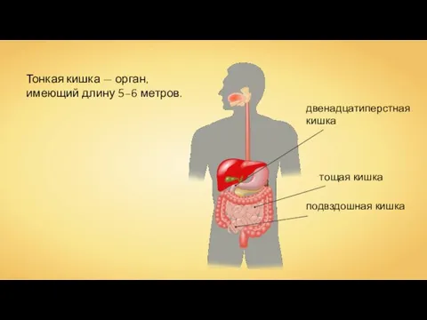 Тонкая кишка — орган, имеющий длину 5–6 метров.