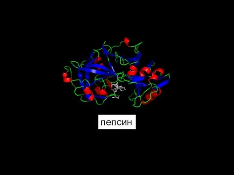 пепсин