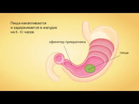 Пища накапливается и задерживается в желудке на 8–10 часов.