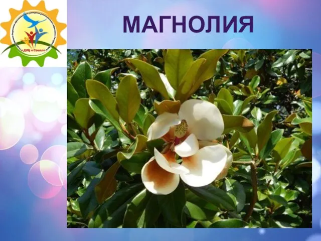 МАГНОЛИЯ