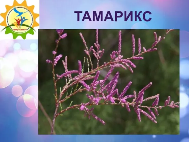 ТАМАРИКС