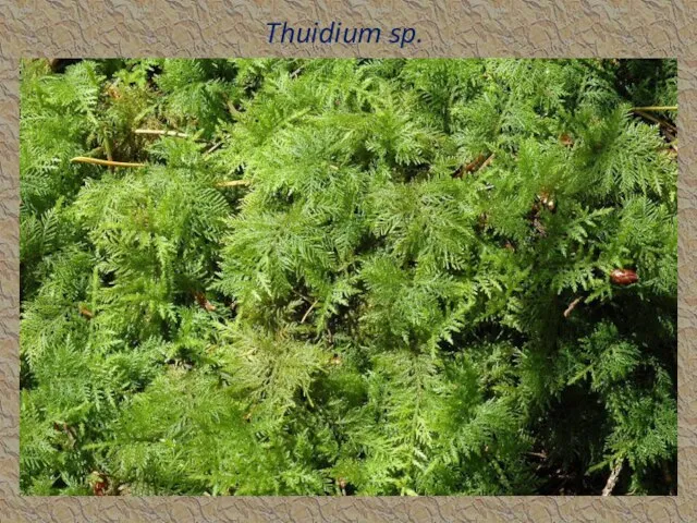 Thuidium sp.