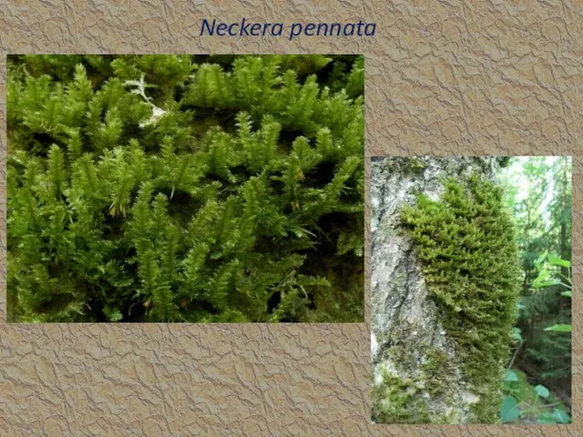 Neckera pennata