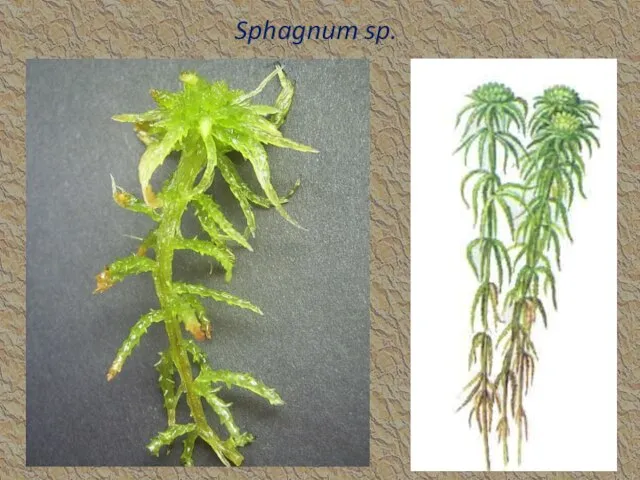 Sphagnum sp.