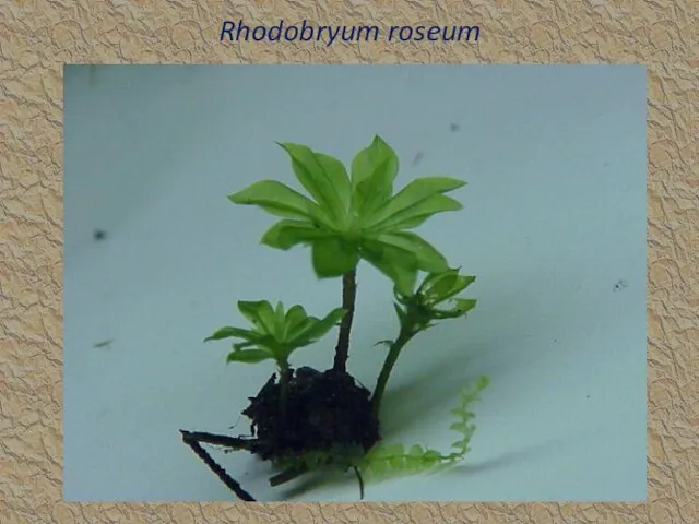 Rhodobryum roseum