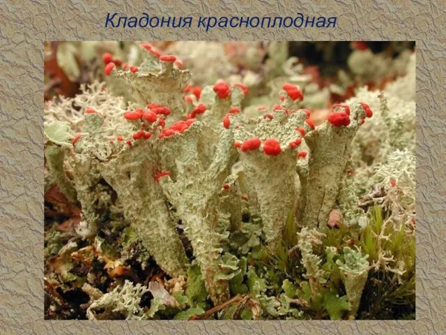 Кладония красноплодная