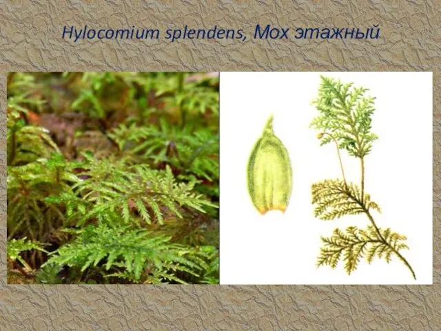 Hylocomium splendens, Мох этажный