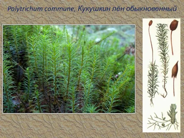 Polytrichum commune, Кукушкин лён обыкновенный