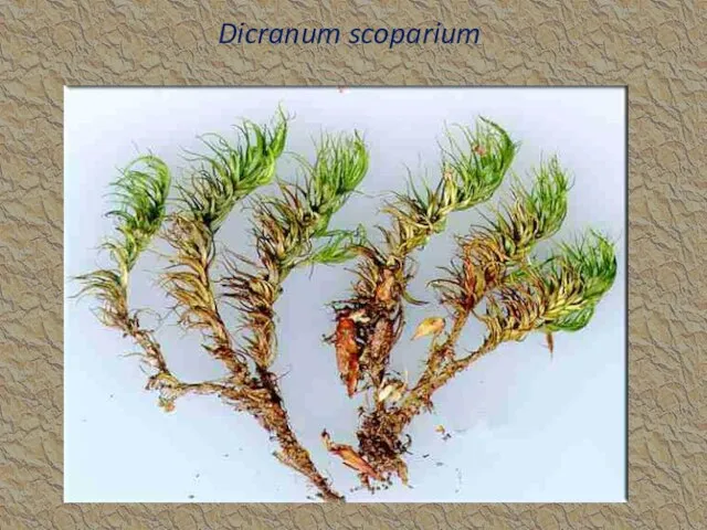 Dicranum scoparium