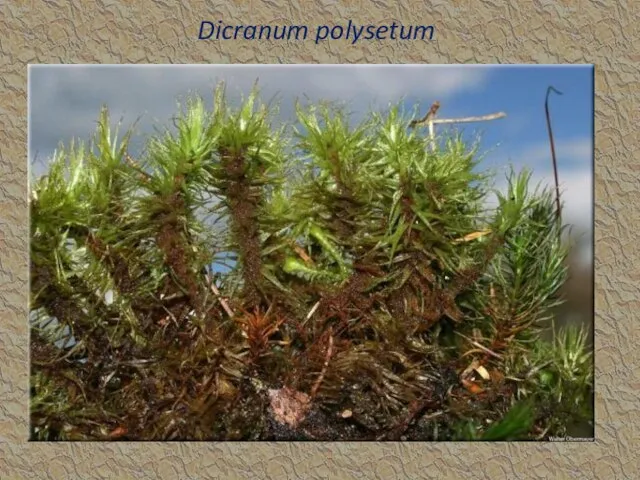 Dicranum polysetum