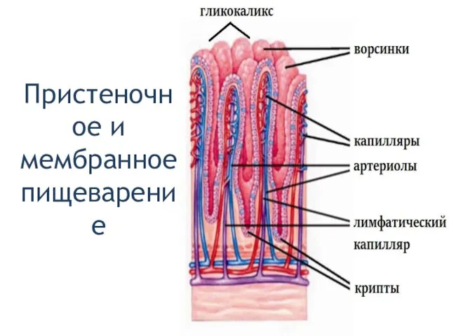 Пристеночное и мембранное пищеварение